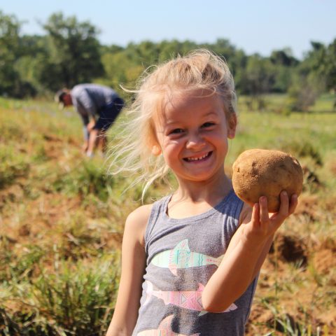 Young girl harvesting potatoes at the Farm