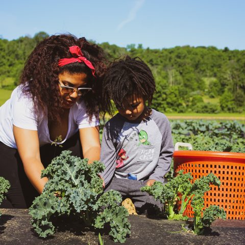 Mother and son harvesting vegetables at farm