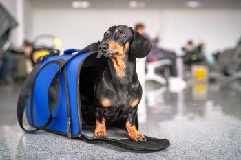 Obedient dachshund dog sits in blue pet carrier