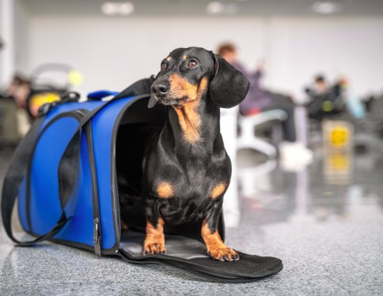 Dachshund dog in a travel carrier at the airport