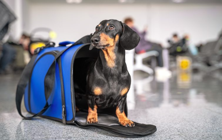 Dachshund dog in a travel carrier at the airport